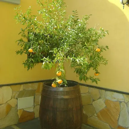 Il Mandarino *